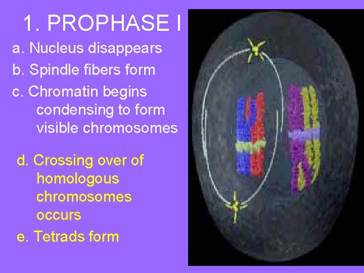 1. PROPHASE I a. Nucleus disappears b. Spindle fibers form c. Chromatin begins condensing