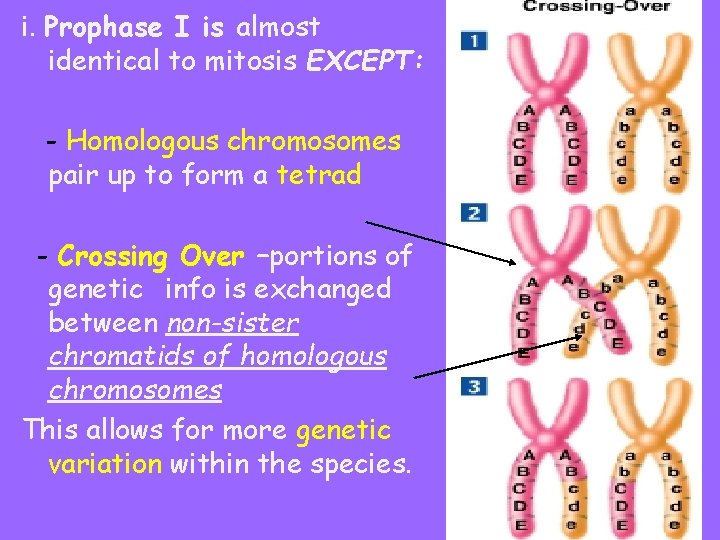 i. Prophase I is almost identical to mitosis EXCEPT: - Homologous chromosomes pair up