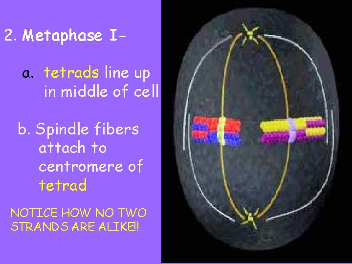2. Metaphase Ia. tetrads line up in middle of cell b. Spindle fibers attach