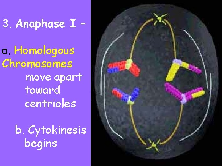 3. Anaphase I – a. Homologous Chromosomes move apart toward centrioles b. Cytokinesis begins