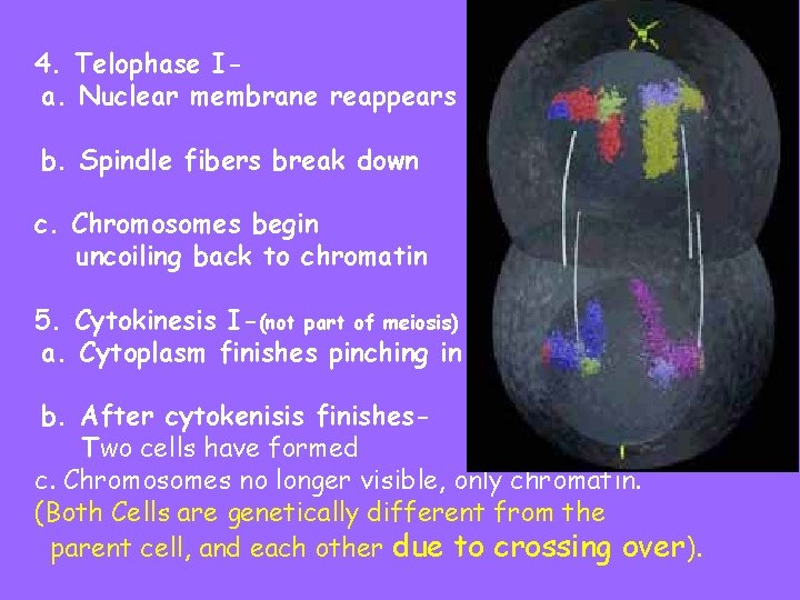 4. Telophase Ia. Nuclear membrane reappears b. Spindle fibers break down c. Chromosomes begin