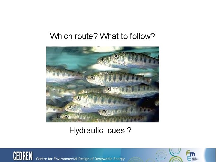 Which route? What to follow? Hydraulic cues ? 