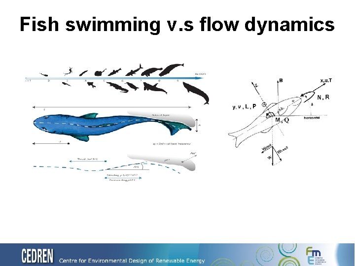 Fish swimming v. s flow dynamics 
