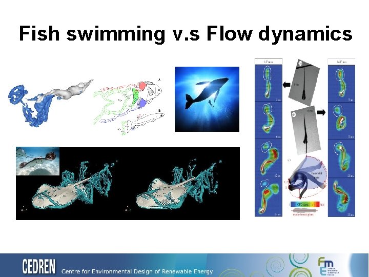 Fish swimming v. s Flow dynamics 