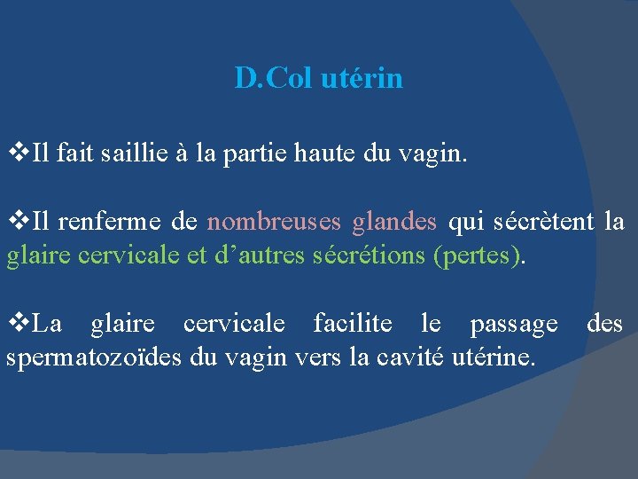 D. Col utérin v. Il fait saillie à la partie haute du vagin. v.