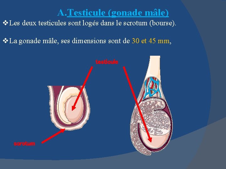 A. Testicule (gonade mâle) v. Les deux testicules sont logés dans le scrotum (bourse).