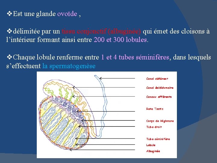 v. Est une glande ovoïde , vdélimitée par un tissu conjonctif (albuginée) qui émet