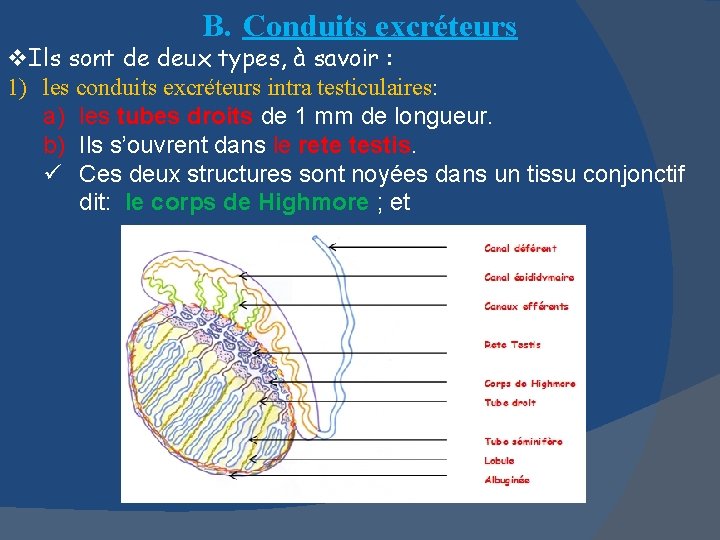 B. Conduits excréteurs v. Ils sont de deux types, à savoir : 1) les