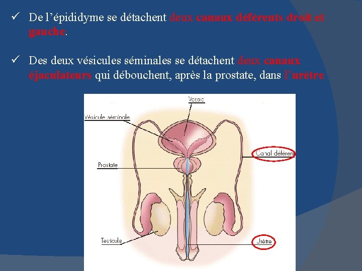 ü De l’épididyme se détachent deux canaux déférents droit et gauche. ü Des deux