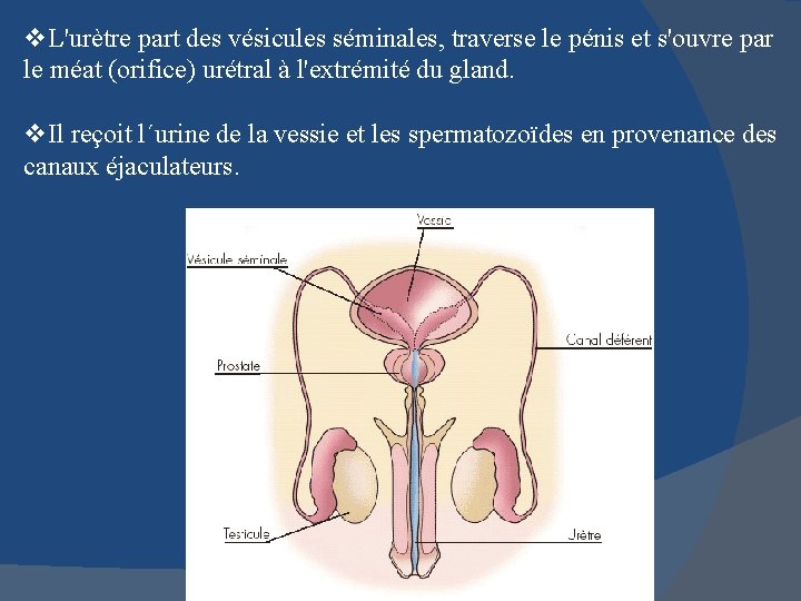 v. L'urètre part des vésicules séminales, traverse le pénis et s'ouvre par le méat