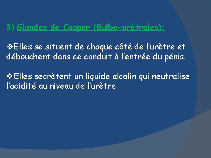 3) Glandes de Cooper (Bulbo-urétrales): v. Elles se situent de chaque côté de l’urètre
