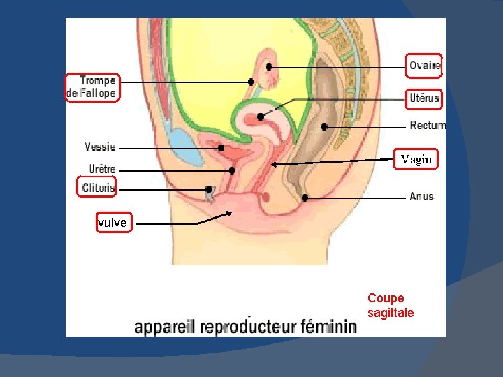 Vagin vulve Coupe sagittale 