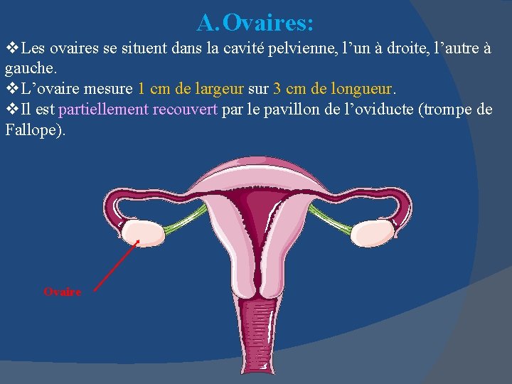 A. Ovaires: v. Les ovaires se situent dans la cavité pelvienne, l’un à droite,