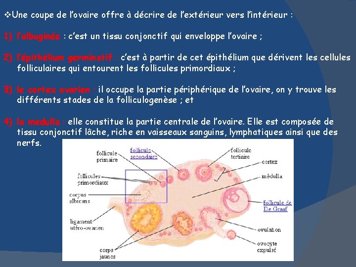 v. Une coupe de l’ovaire offre à décrire de l’extérieur vers l’intérieur : 1)