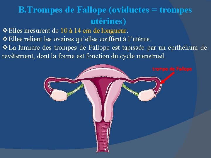 B. Trompes de Fallope (oviductes = trompes utérines) v. Elles mesurent de 10 à