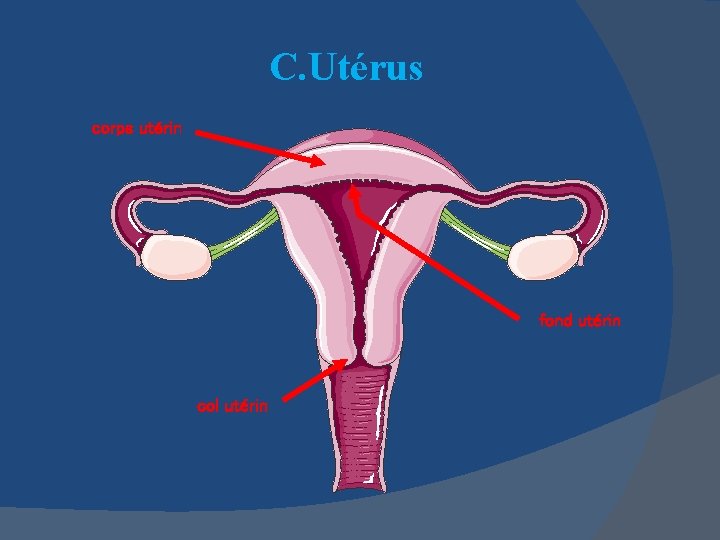 C. Utérus corps utérin fond utérin col utérin 