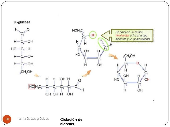 10 tema 3. Los glúcidos Ciclación de aldosas 