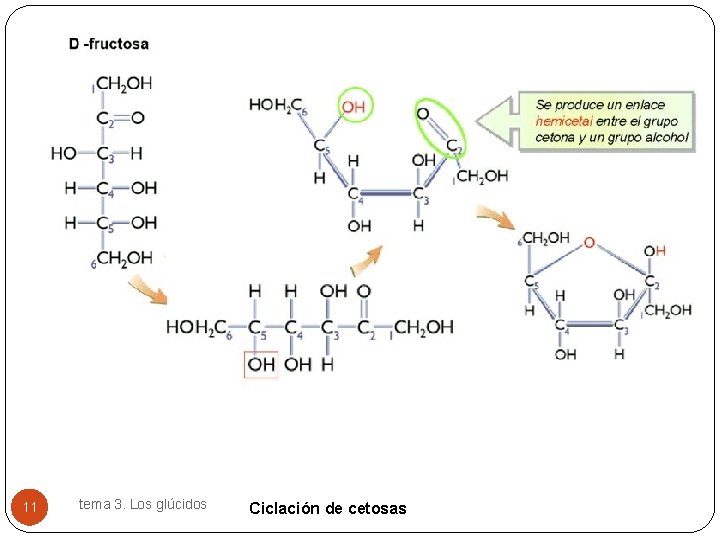 11 tema 3. Los glúcidos Ciclación de cetosas 