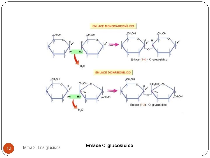 12 tema 3. Los glúcidos Enlace O-glucosídico 