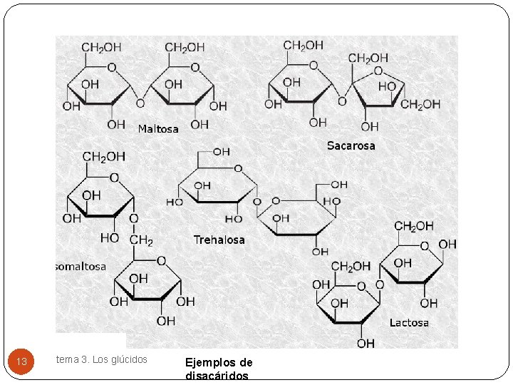13 tema 3. Los glúcidos Ejemplos de disacáridos 
