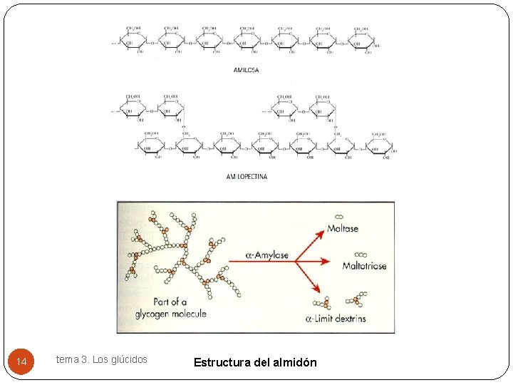 14 tema 3. Los glúcidos Estructura del almidón 