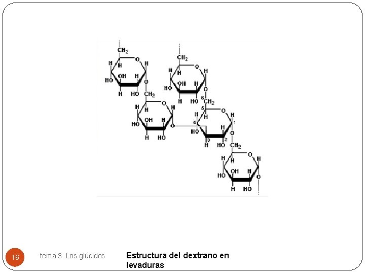 16 tema 3. Los glúcidos Estructura del dextrano en levaduras 