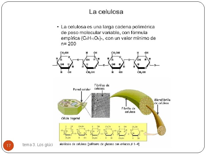 17 tema 3. Los glúcidos 