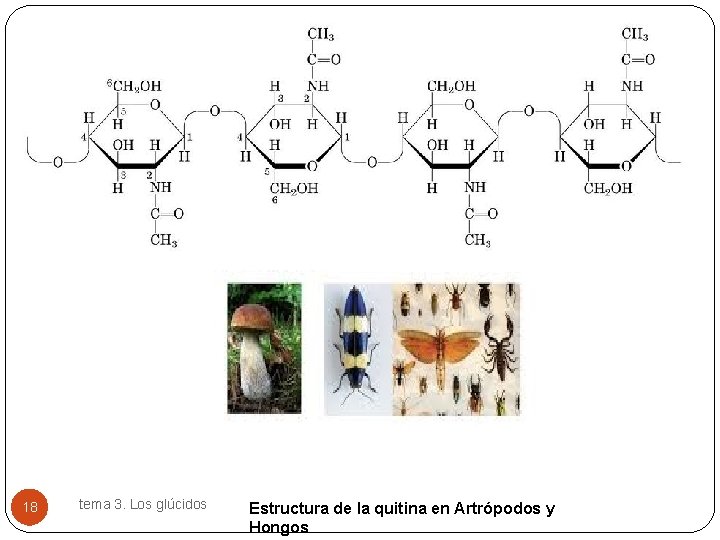 18 tema 3. Los glúcidos Estructura de la quitina en Artrópodos y Hongos 