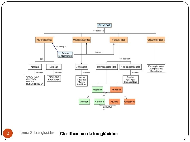 2 tema 3. Los glúcidos Clasificación de los glúcidos 