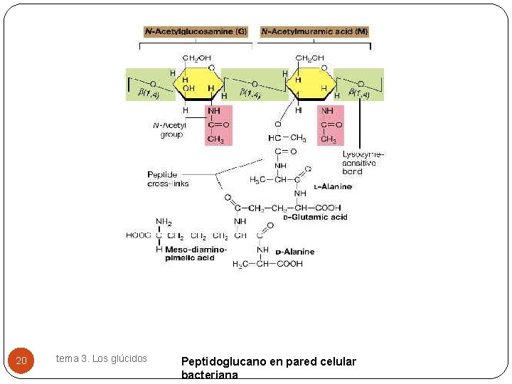 20 tema 3. Los glúcidos Peptidoglucano en pared celular bacteriana 
