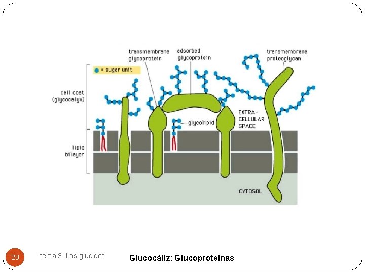 23 tema 3. Los glúcidos Glucocáliz: Glucoproteínas 