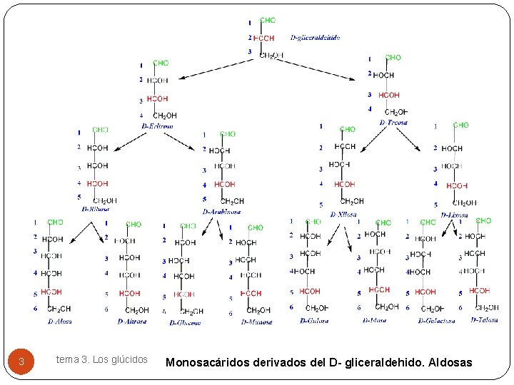 3 tema 3. Los glúcidos Monosacáridos derivados del D- gliceraldehido. Aldosas 