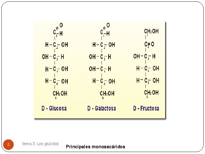 5 tema 3. Los glúcidos Principales monosacáridos 