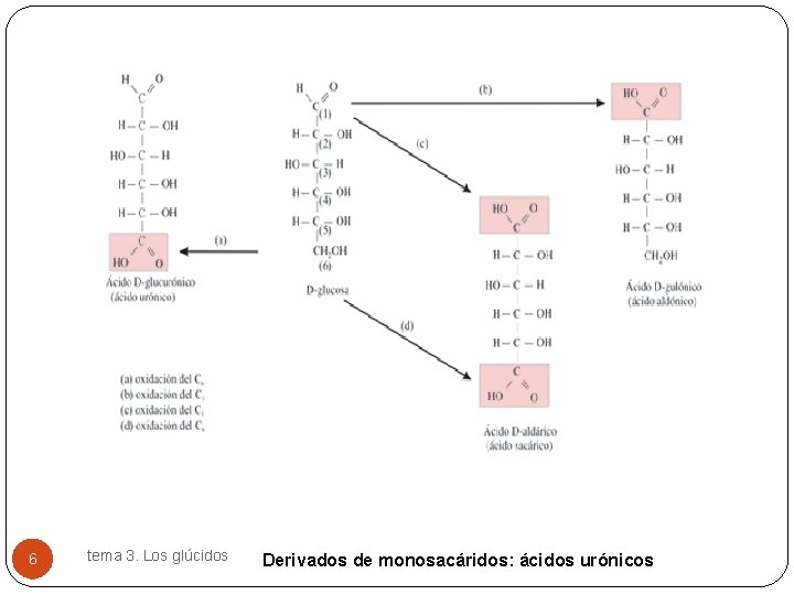 6 tema 3. Los glúcidos Derivados de monosacáridos: ácidos urónicos 