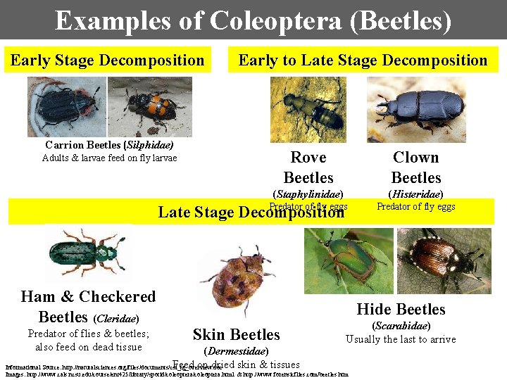 Examples of Coleoptera (Beetles) Early Stage Decomposition Early to Late Stage Decomposition Carrion Beetles