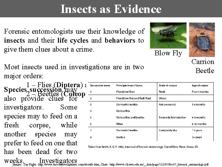 Insects as Evidence Forensic entomologists use their knowledge of insects and their life cycles