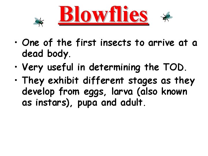 Blowflies • One of the first insects to arrive at a dead body. •