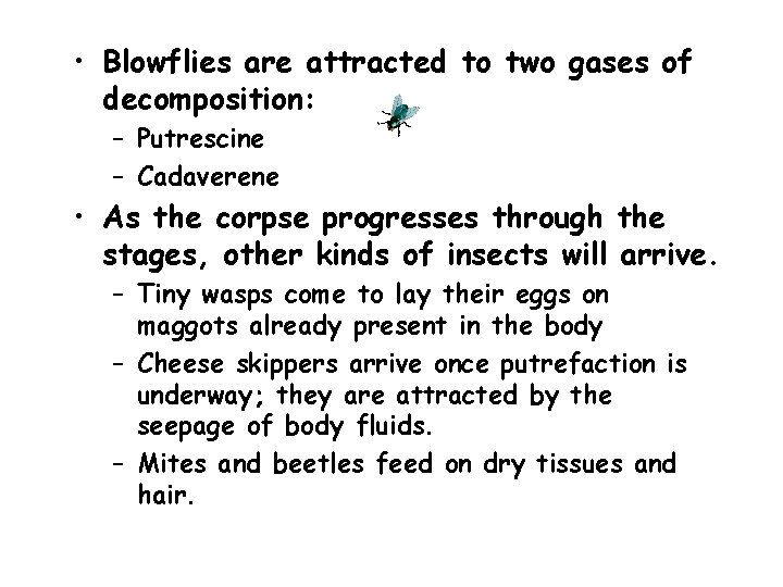  • Blowflies are attracted to two gases of decomposition: – Putrescine – Cadaverene