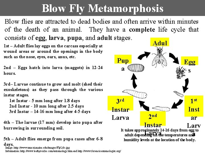 Blow Fly Metamorphosis Blow flies are attracted to dead bodies and often arrive within