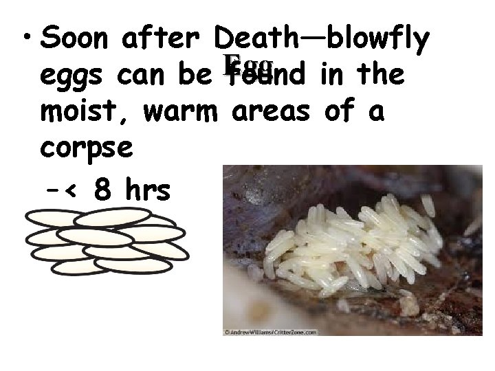  • Soon after Death—blowfly eggs can be Egg found in the moist, warm