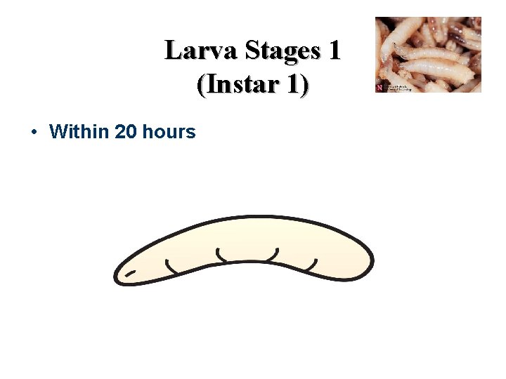 Larva Stages 1 (Instar 1) • Within 20 hours 