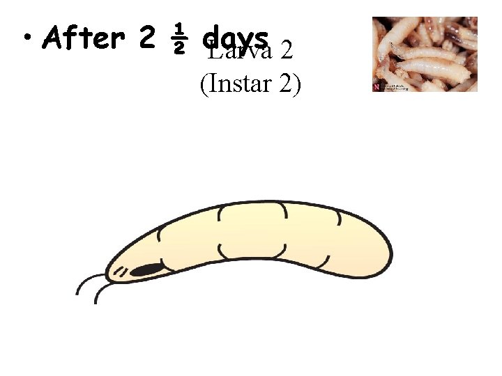  • After 2 ½ days Larva 2 (Instar 2) 