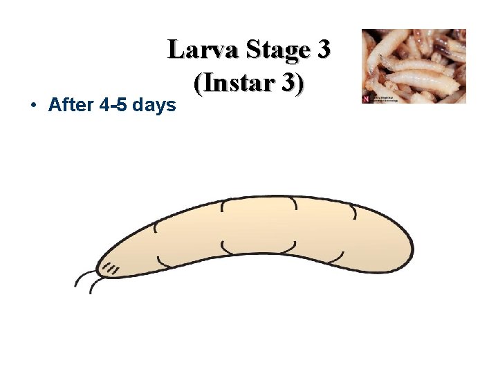 Larva Stage 3 (Instar 3) • After 4 -5 days 