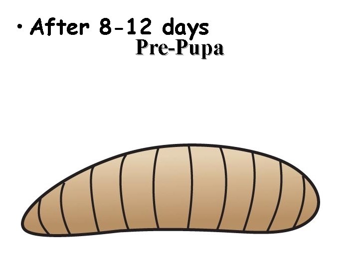  • After 8 -12 days Pre-Pupa 