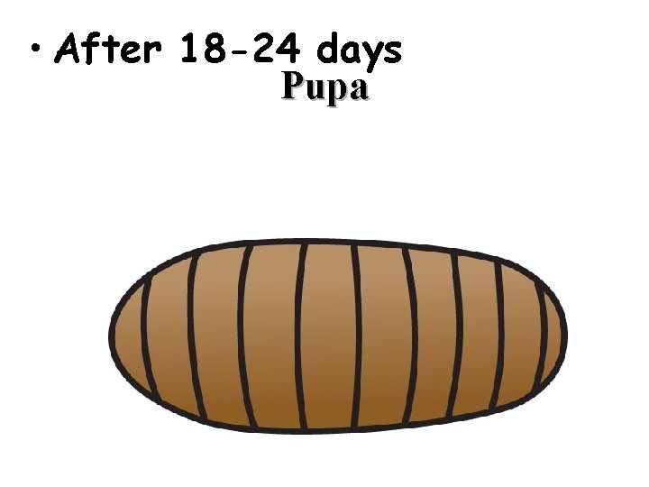  • After 18 -24 days Pupa 