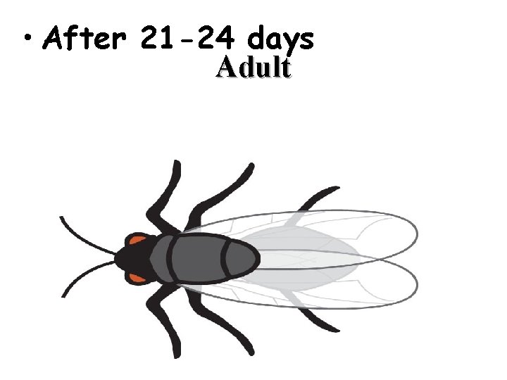  • After 21 -24 days Adult 