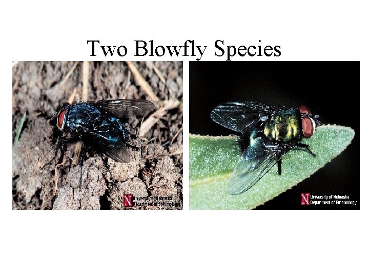 Two Blowfly Species 