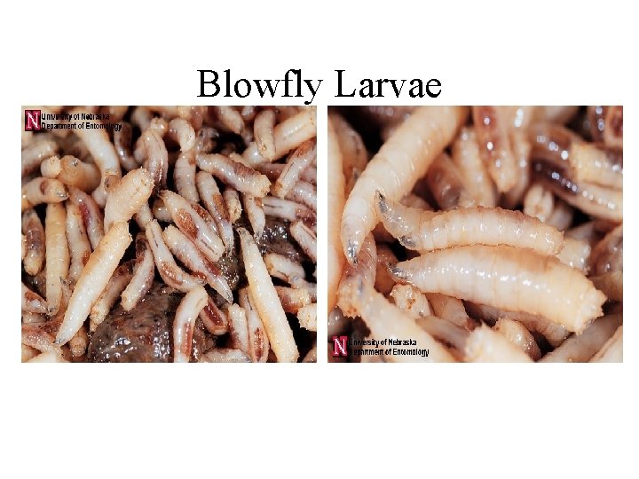 Blowfly Larvae 