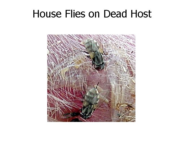 House Flies on Dead Host 