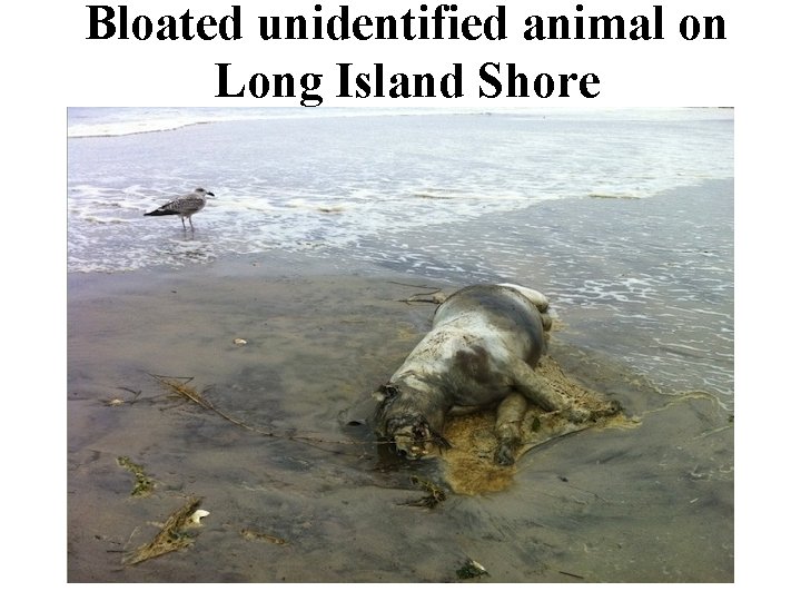 Bloated unidentified animal on Long Island Shore 